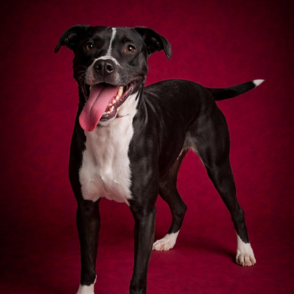 Enlarge Star, a Adoptable mixed breed in Morganton, NC image 2/5