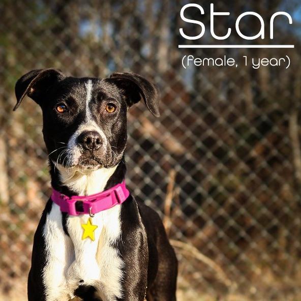 Enlarge Star, a Adoptable mixed breed in Morganton, NC image 2/3