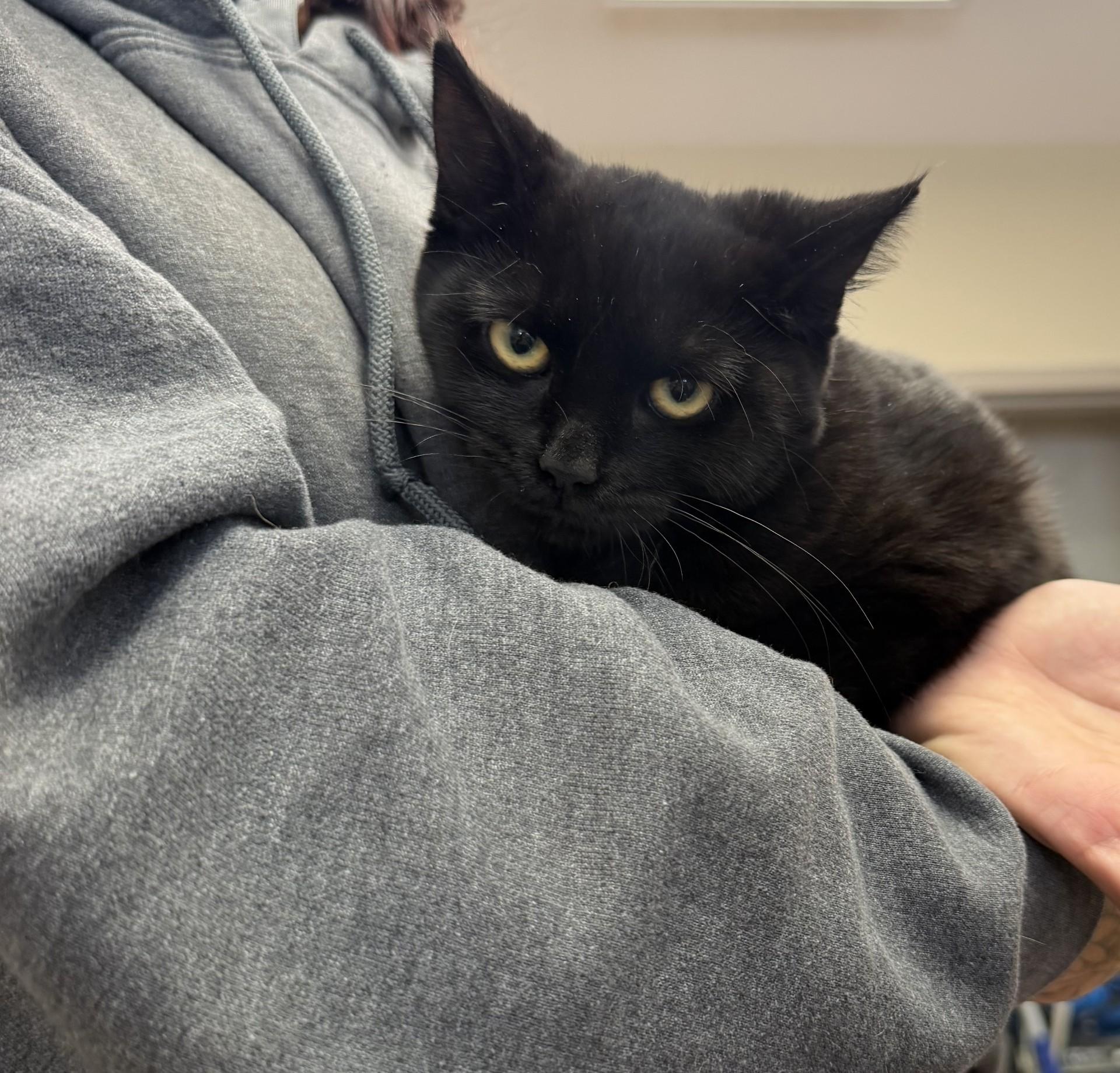 Tarot, Adoptable, Young Female Domestic Short Hair.