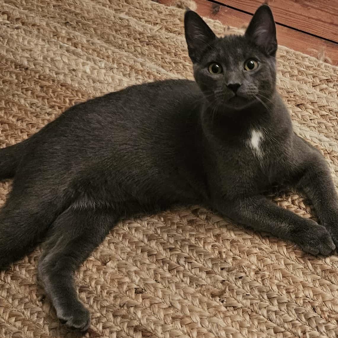 JORLAND, Adoptable, Young Male Domestic Short Hair.