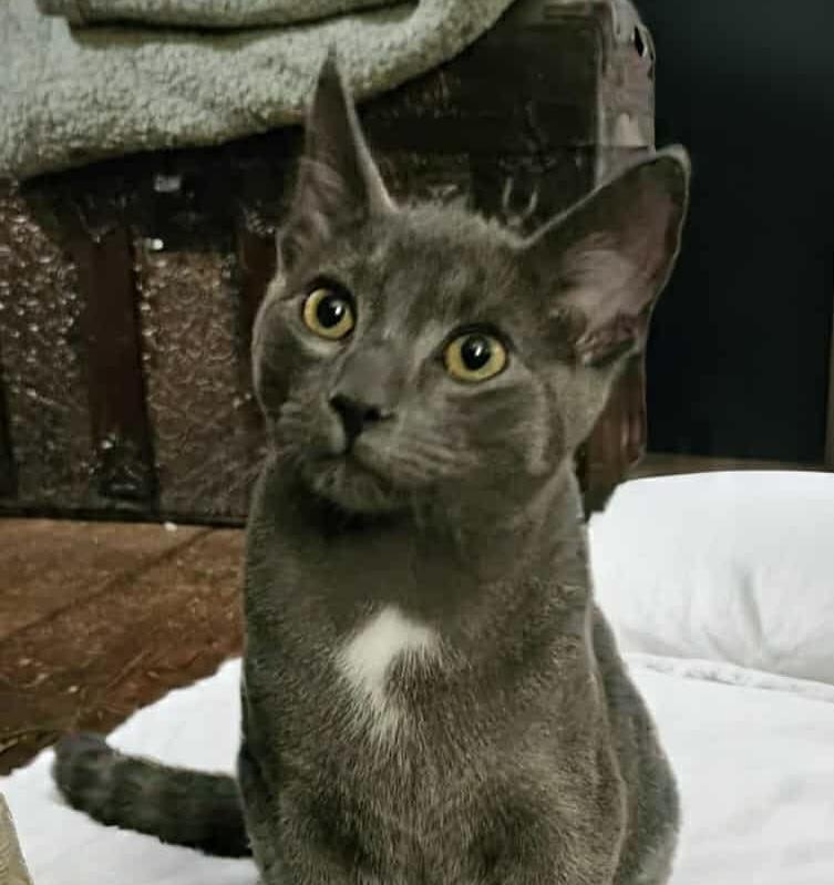JORLAND, Adoptable, Young Male Domestic Short Hair.