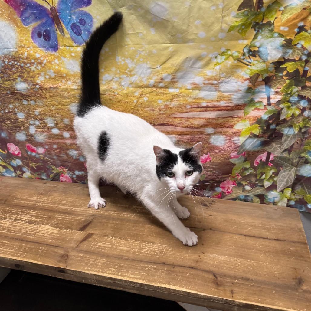 Enlarge Truffle, a Adoptable Domestic Short Hair in Normal, IL image 1/6