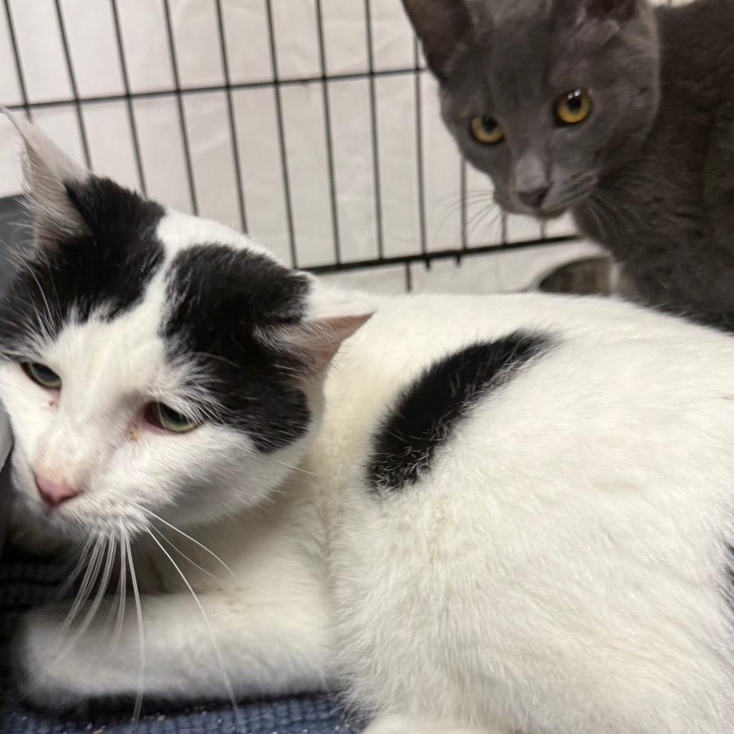 Enlarge Truffle, a Adoptable Domestic Short Hair in Normal, IL image 2/6