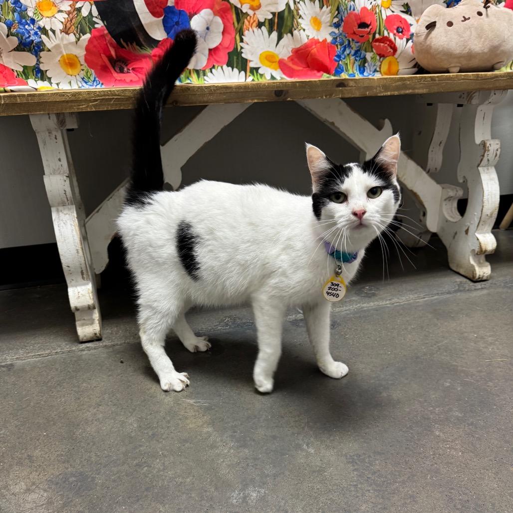 Enlarge Truffle, a Adoptable Domestic Short Hair in Normal, IL image 3/6