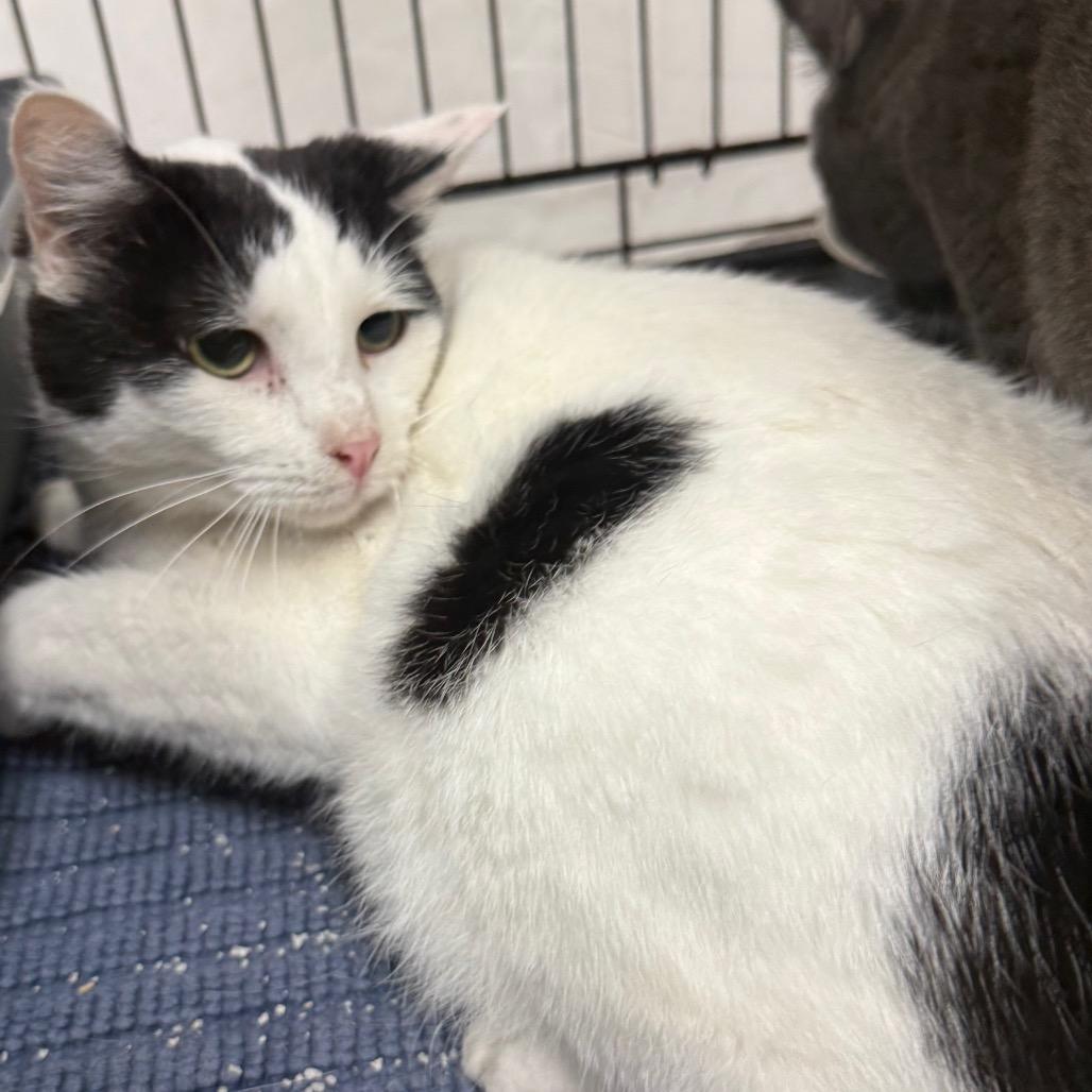 Enlarge Truffle, a Adoptable Domestic Short Hair in Normal, IL image 4/6