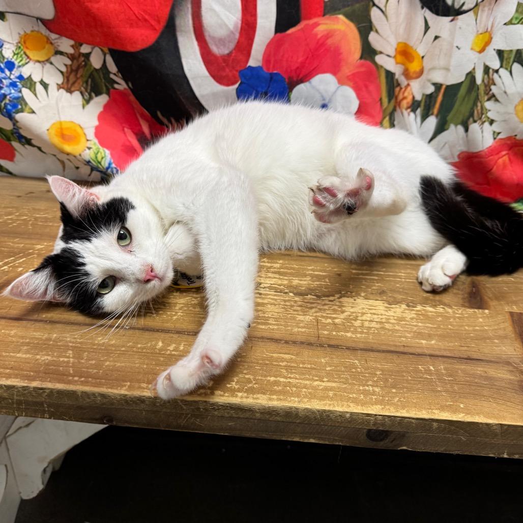Enlarge Truffle, a Adoptable Domestic Short Hair in Normal, IL image 5/6