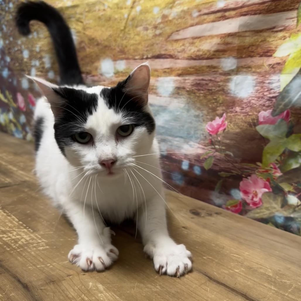 Enlarge Truffle, a Adoptable Domestic Short Hair in Normal, IL image 6/6