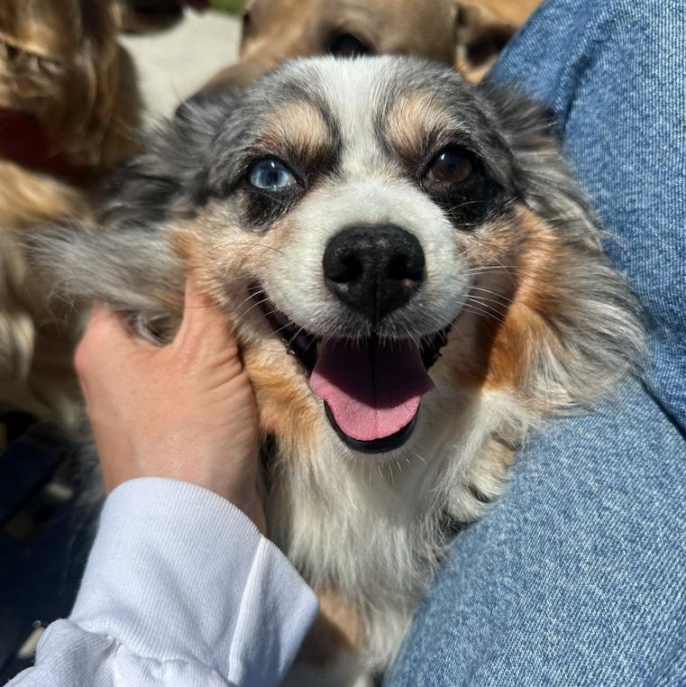 Flapjack, an adopted Australian Shepherd in Toledo, OH image 1/2