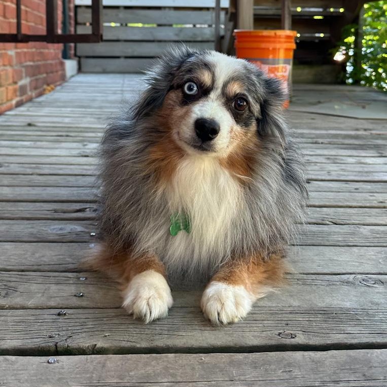 Flapjack, an adopted Australian Shepherd in Toledo, OH image 2/2