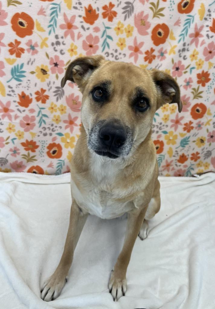 Izzy, ADOPTABLE, Adult Male Labrador Retriever & German Shepherd Dog.