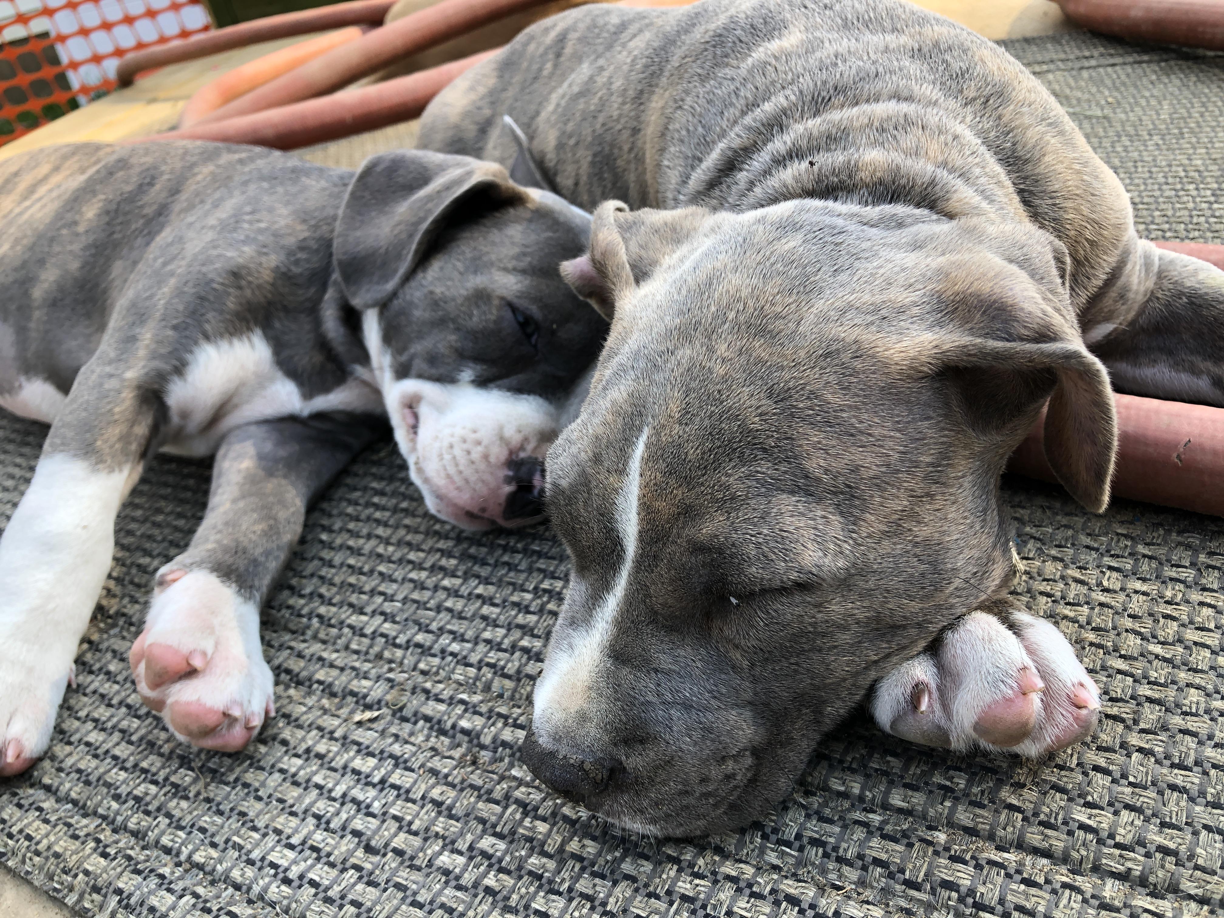 Enlarge Petey, a Adopted mixed breed in South Bend, IN image 1/6