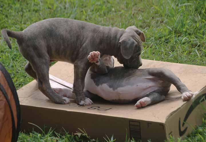 Enlarge Petey, a Adopted mixed breed in South Bend, IN image 2/6