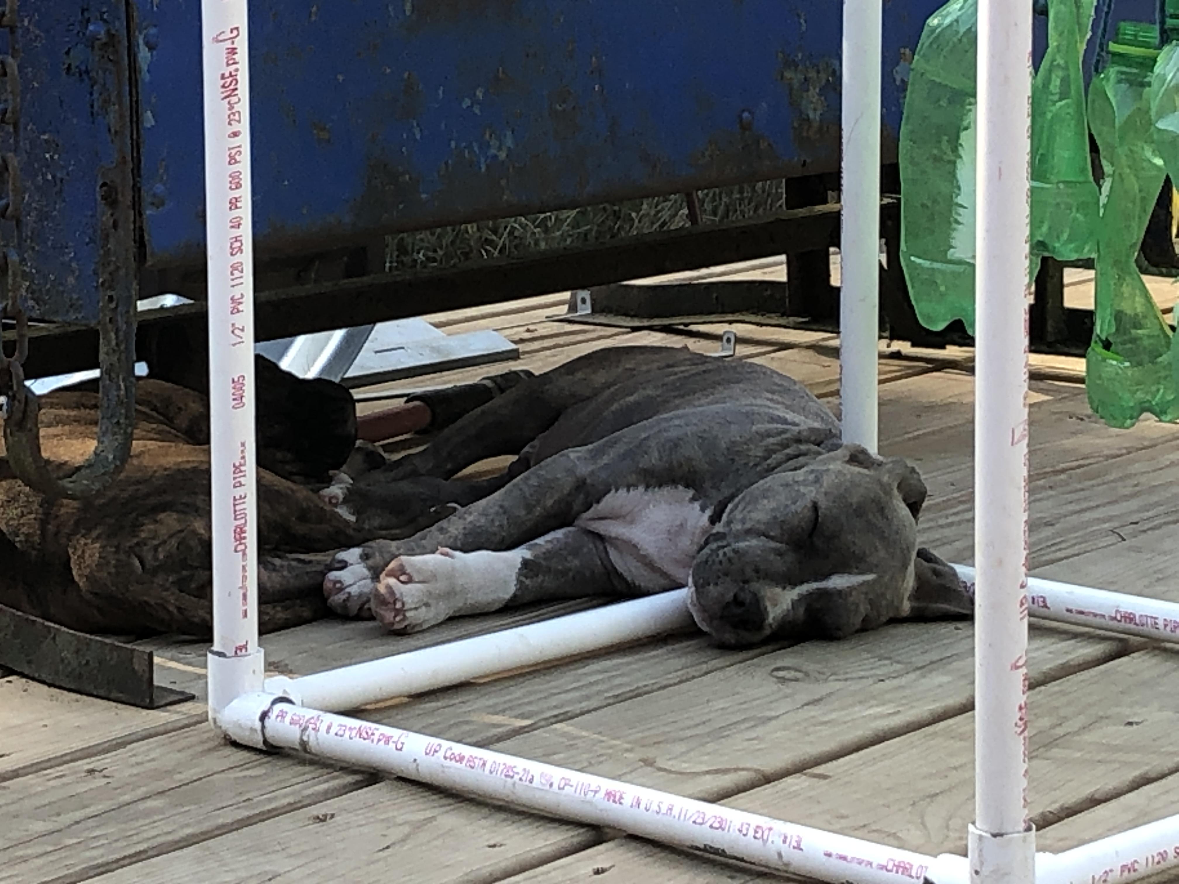 Enlarge Petey, a Adopted mixed breed in South Bend, IN image 4/6