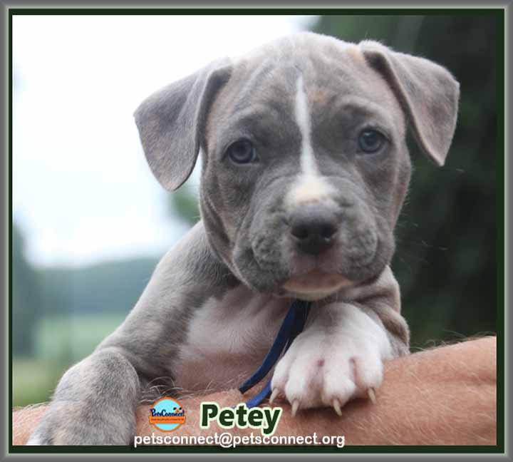 Enlarge Petey, a Adopted mixed breed in South Bend, IN image 5/6