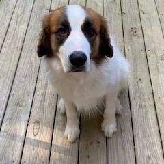 Edith, Adopted, Adult Female Saint Bernard & Great Pyrenees.