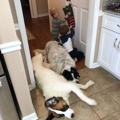 Enlarge Edith, a Adopted mixed breed in Hixson, TN image 6/6