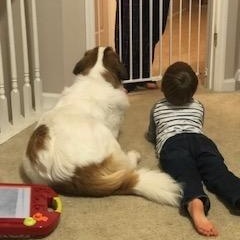 Enlarge Edith, a Adopted mixed breed in Hixson, TN image 5/6