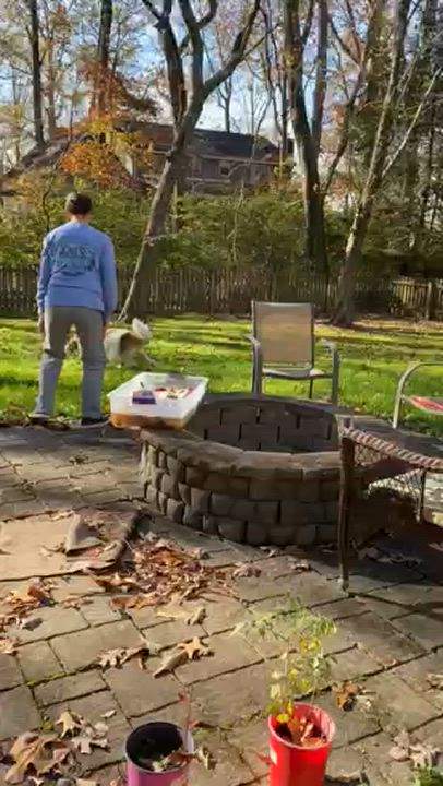 Enlarge Edith, a Adopted mixed breed in Hixson, TN video 3/6