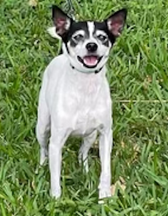 Suky, a Adopted Rat Terrier in Miami, FL image 2/5