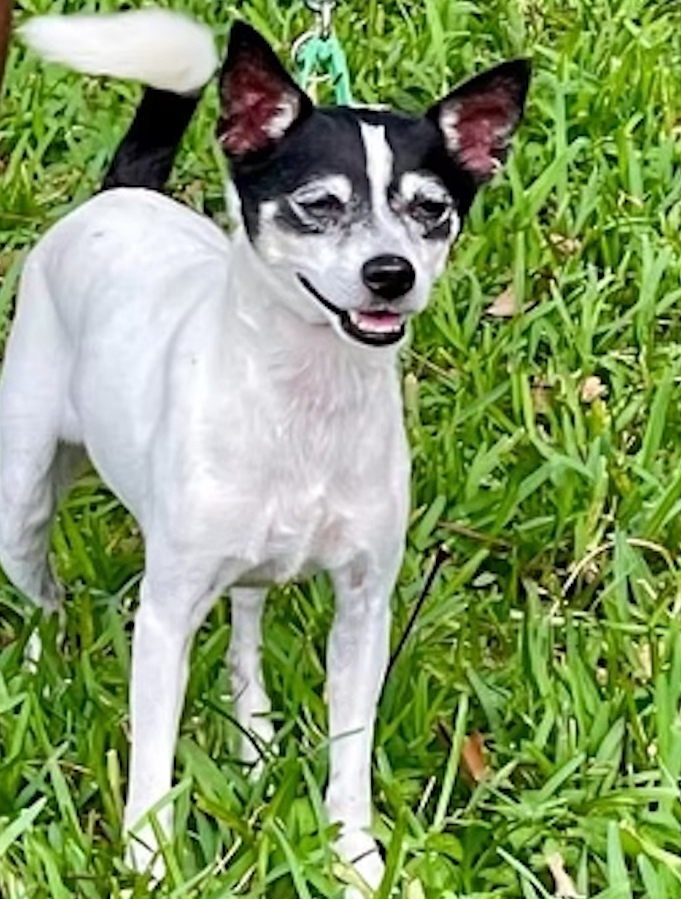 Suky, a Adopted Rat Terrier in Miami, FL image 3/5