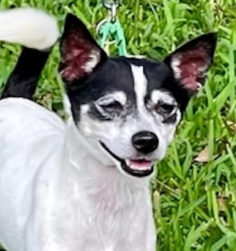 Suky, a Adopted Rat Terrier in Miami, FL image 1/5