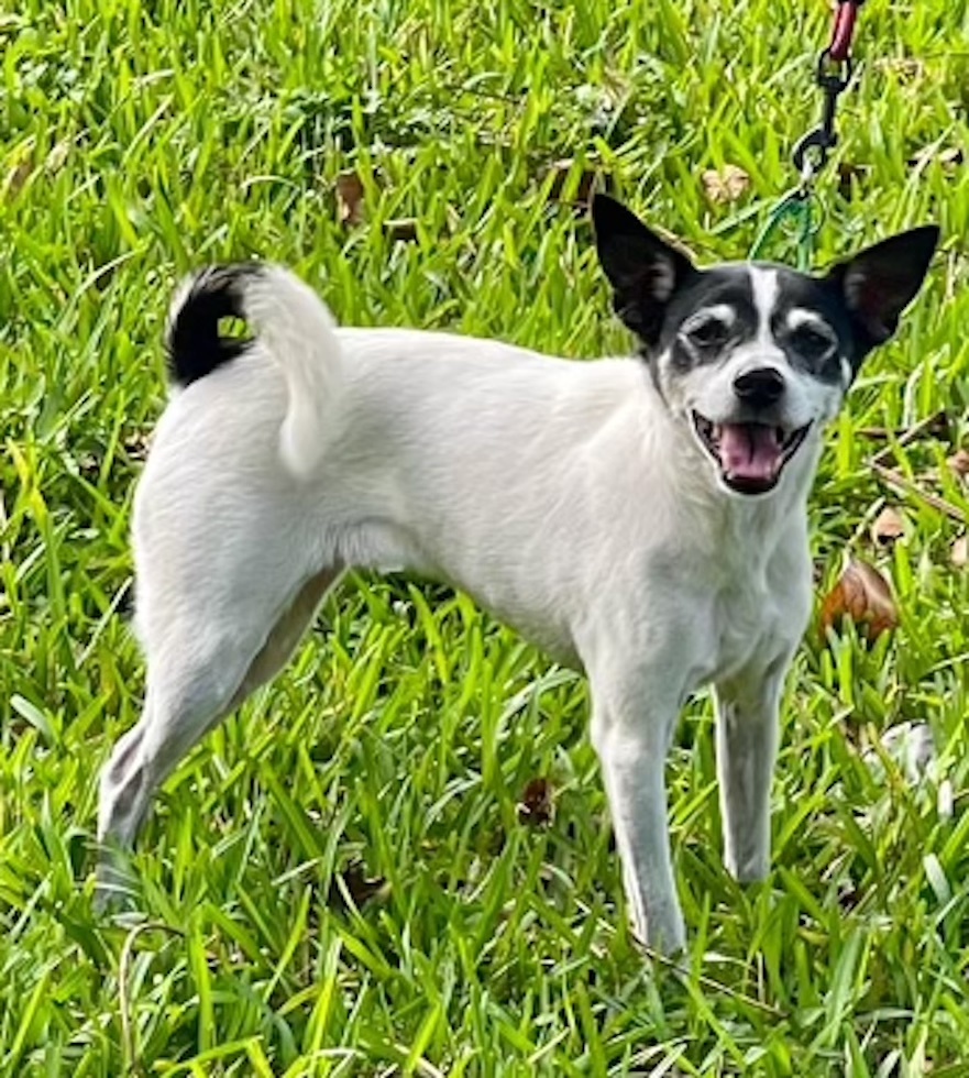Suky, a Adopted Rat Terrier in Miami, FL image 4/5