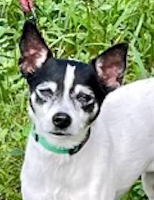 Suky, a Adopted Rat Terrier in Miami, FL image 5/5