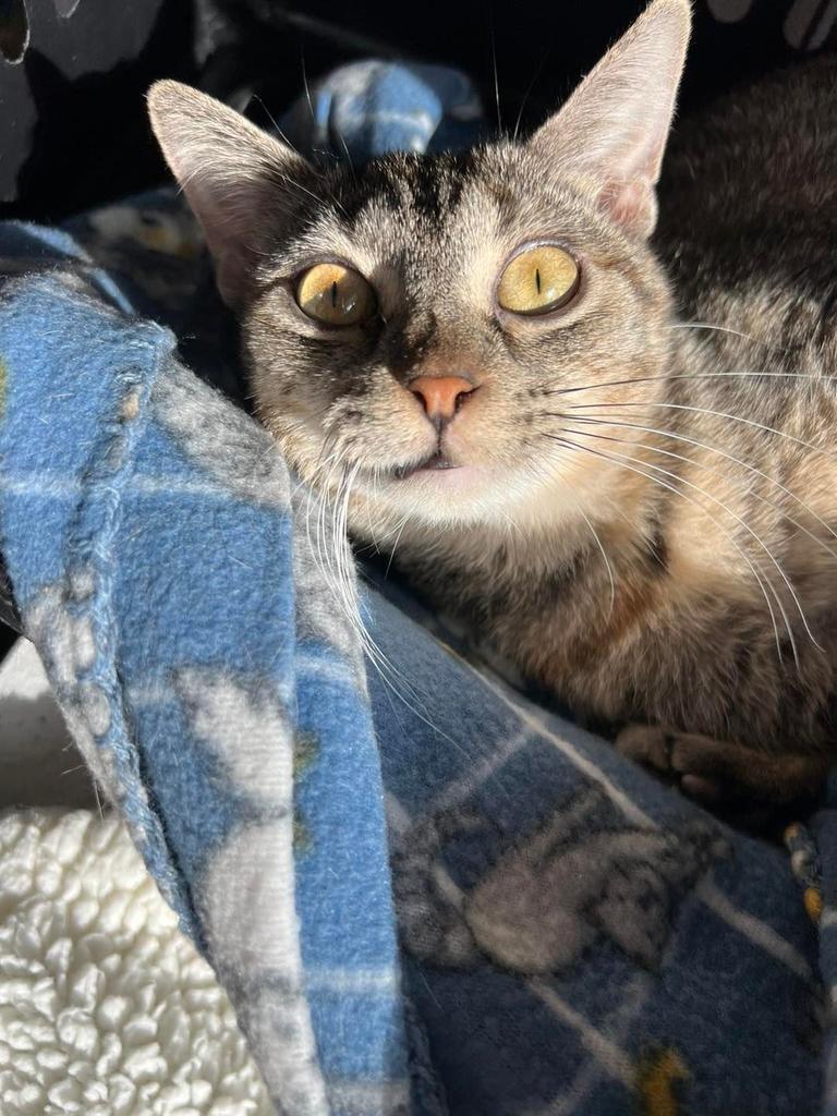 Ice, Adoptable, Adult Female Domestic Short Hair.