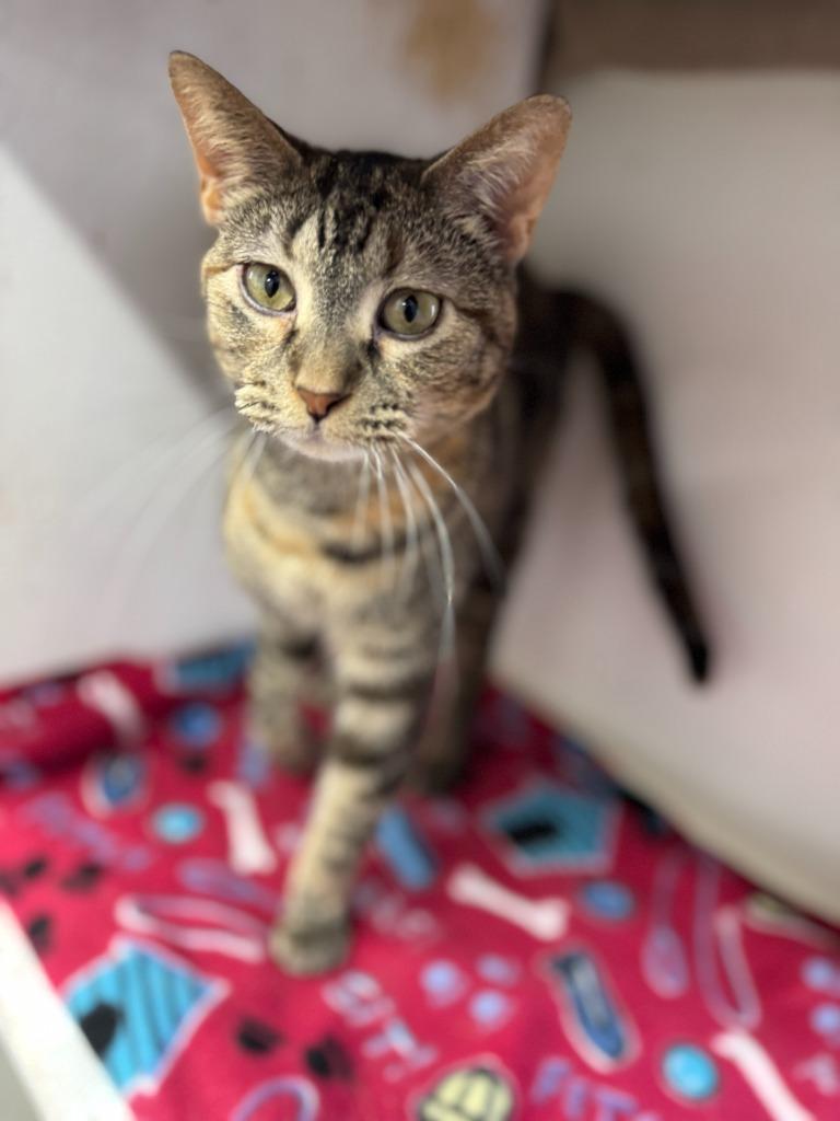 Ice, a Adoptable mixed breed in Hastings, NE image 2/3