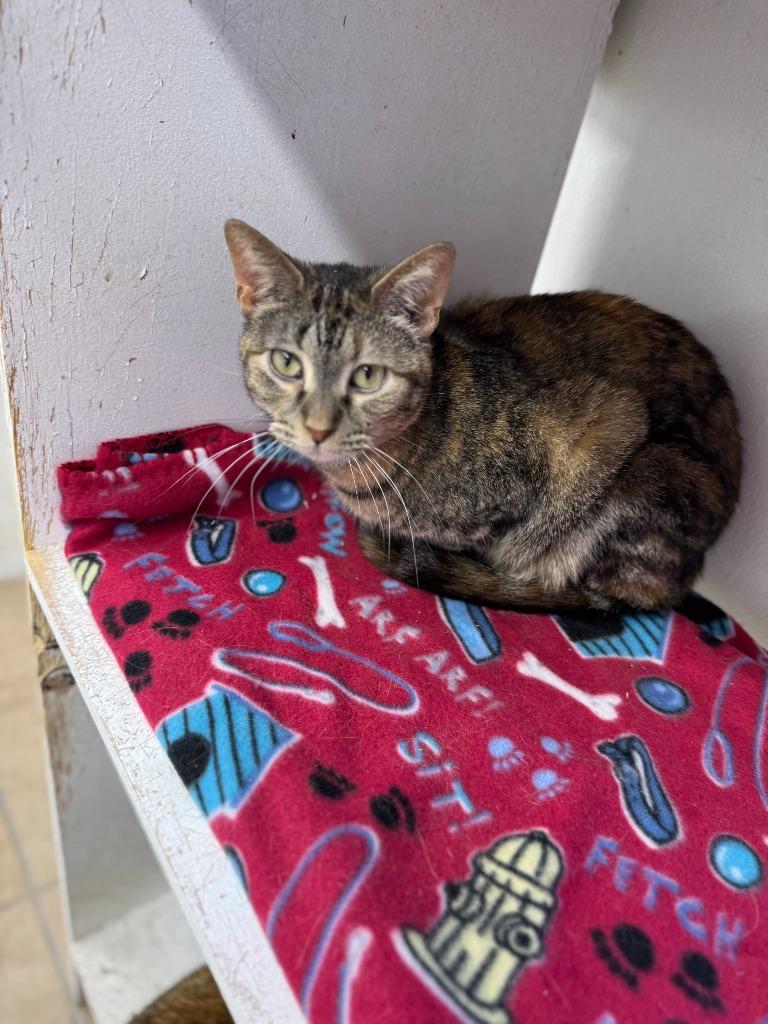 Enlarge Ice, a Adoptable mixed breed in Hastings, NE image 3/3