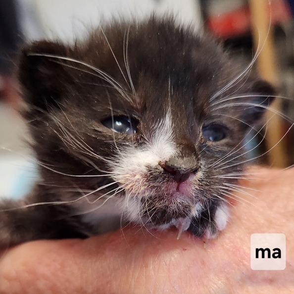 B - Stanley, Adoptable, Kitten Male Domestic Short Hair.