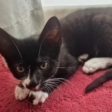 B - Stanley, a Adoptable Domestic Short Hair in Arizona City, AZ image 2/2