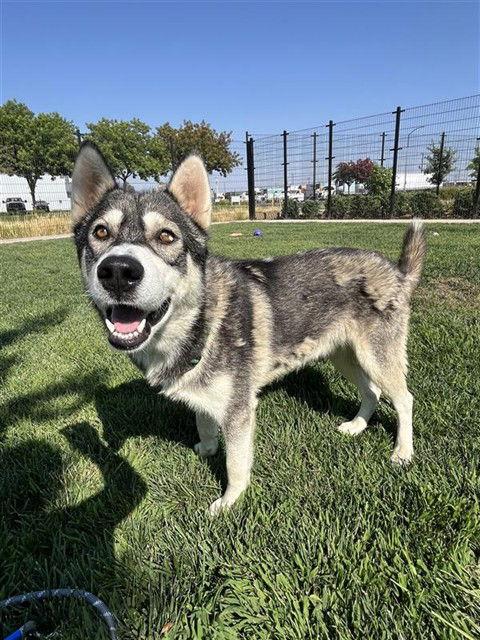 Orbeez, Adoptable, Adult Male Siberian Husky.