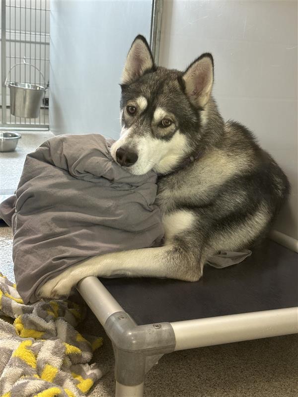 Enlarge Orbeez, a Adopted Siberian Husky in Elk Grove, CA image 1/3