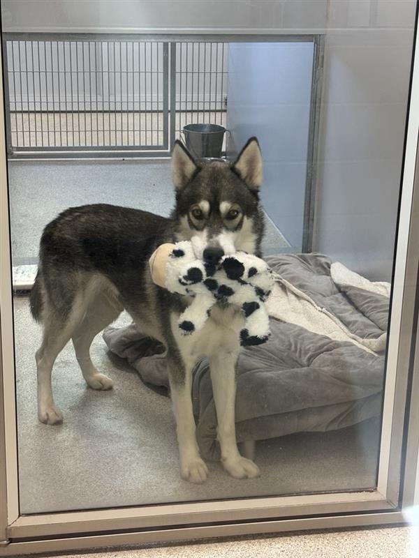 Enlarge Orbeez, a Adopted Siberian Husky in Elk Grove, CA image 2/3