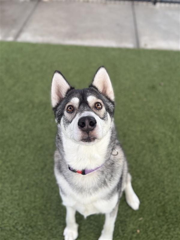 Enlarge Orbeez, a Adopted Siberian Husky in Elk Grove, CA image 3/3