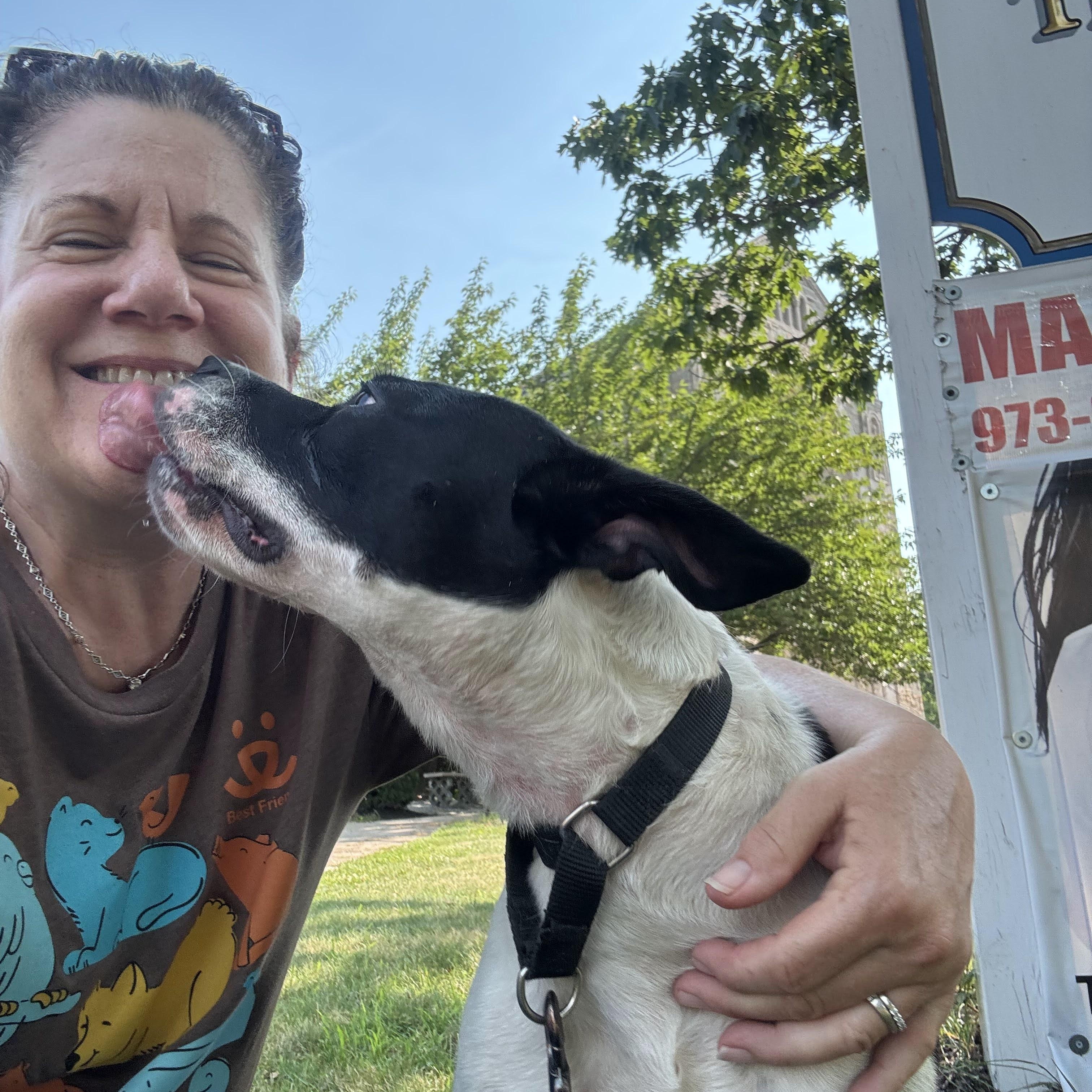 Enlarge Zoe, a Adoptable American Bully in East Orange, NJ image 2/5