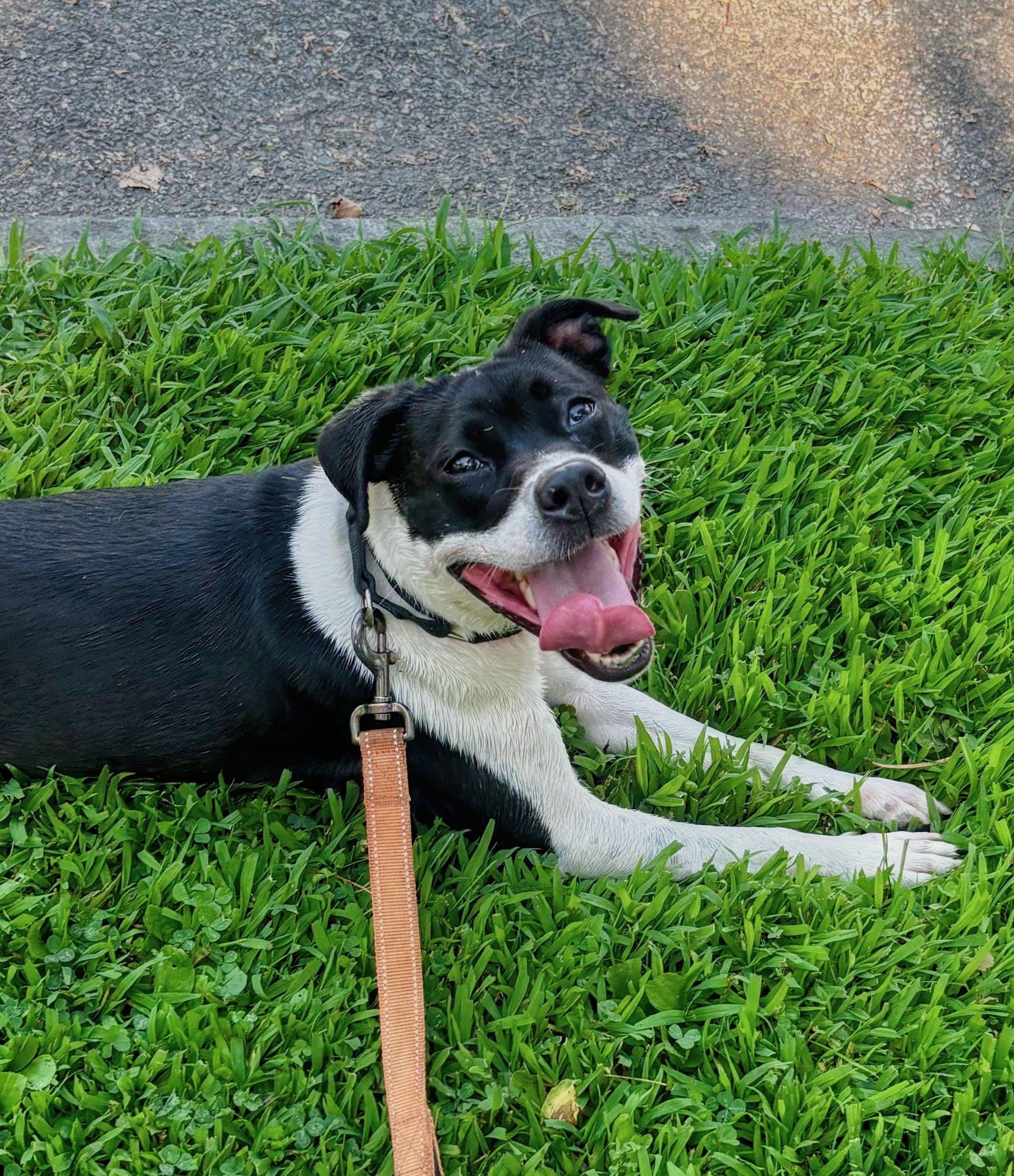 Enlarge Zoe, a Adoptable American Bully in East Orange, NJ image 4/5