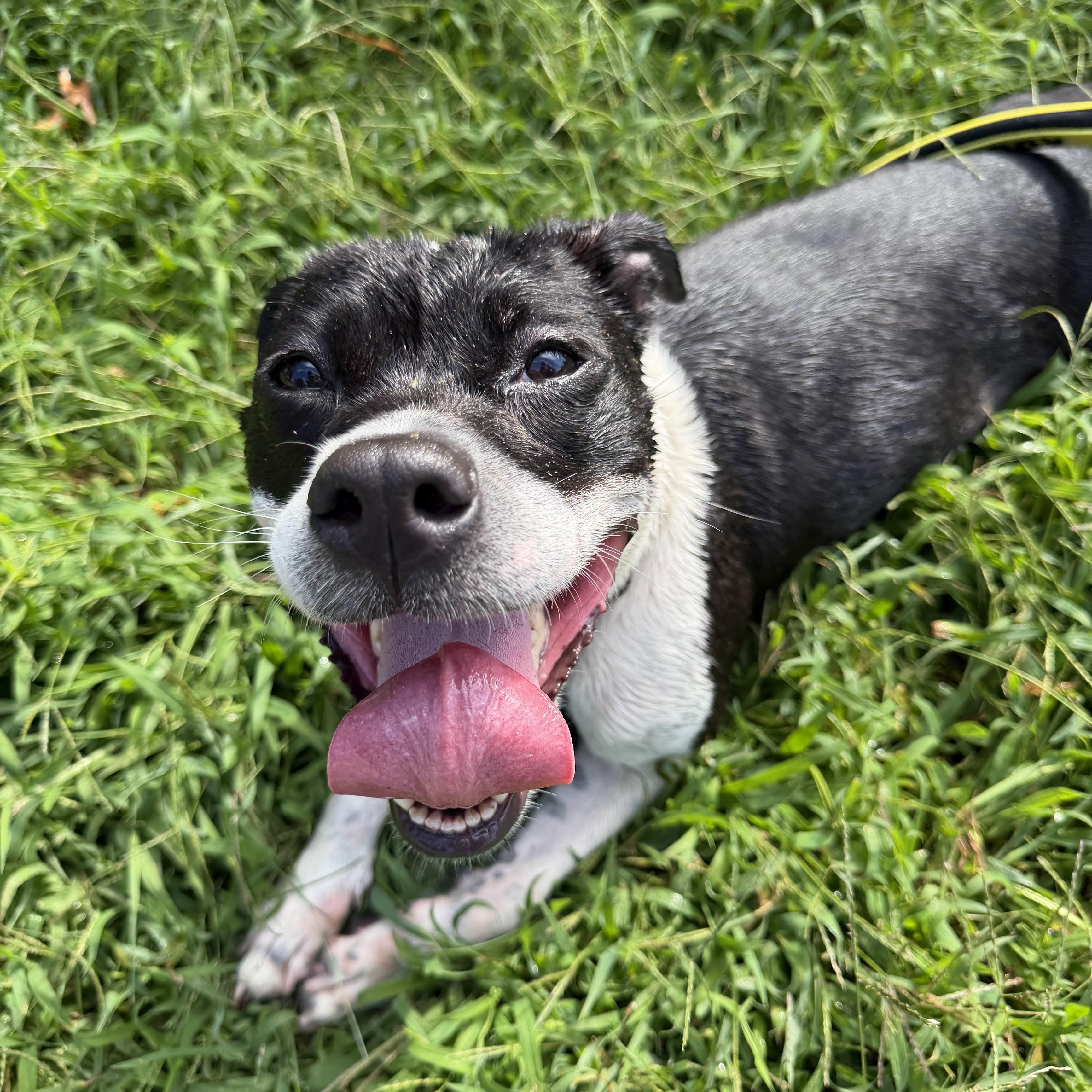Enlarge Zoe, a Adoptable American Bully in East Orange, NJ image 3/5