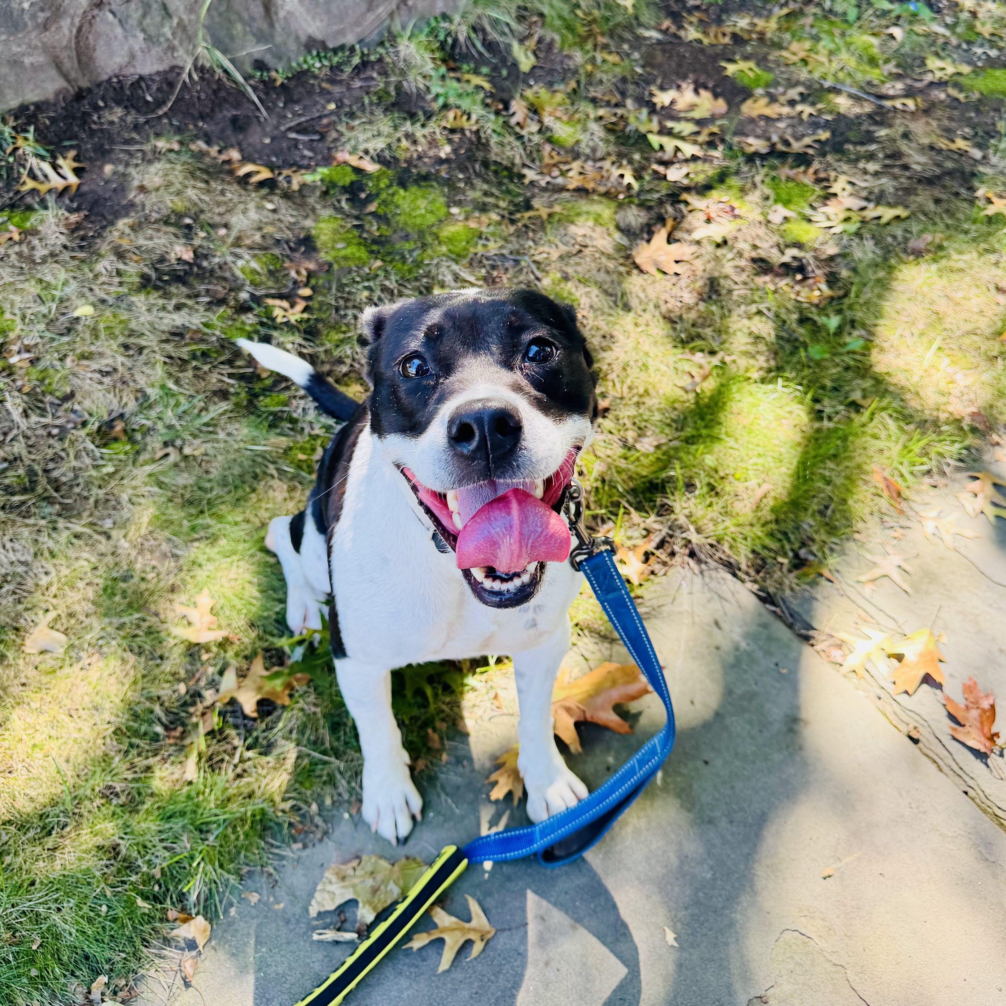 Zoe, Adoptable, Adult Female American Bully.