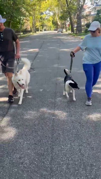 Enlarge Zoe, a Adoptable American Bully in East Orange, NJ video 5/5
