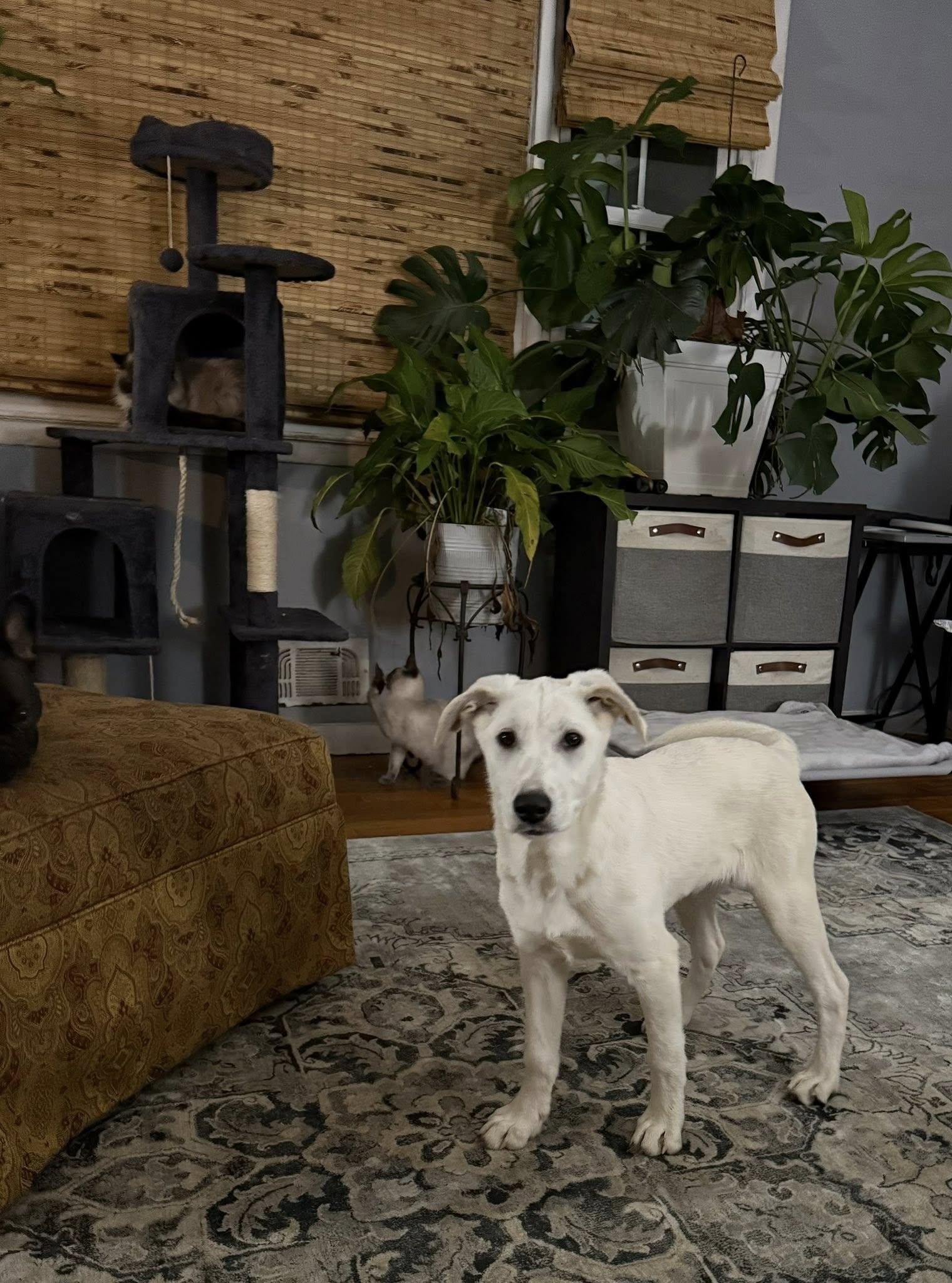 Enlarge Anarchy, a Adoptable Mixed Breed in Nottingham, MD image 2/6