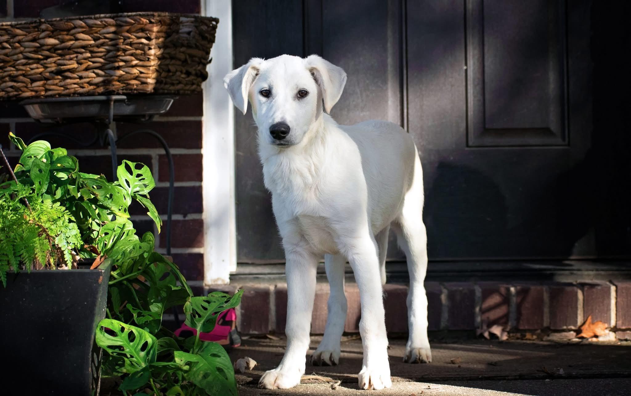 Enlarge Anarchy, a Adoptable Mixed Breed in Nottingham, MD image 3/6