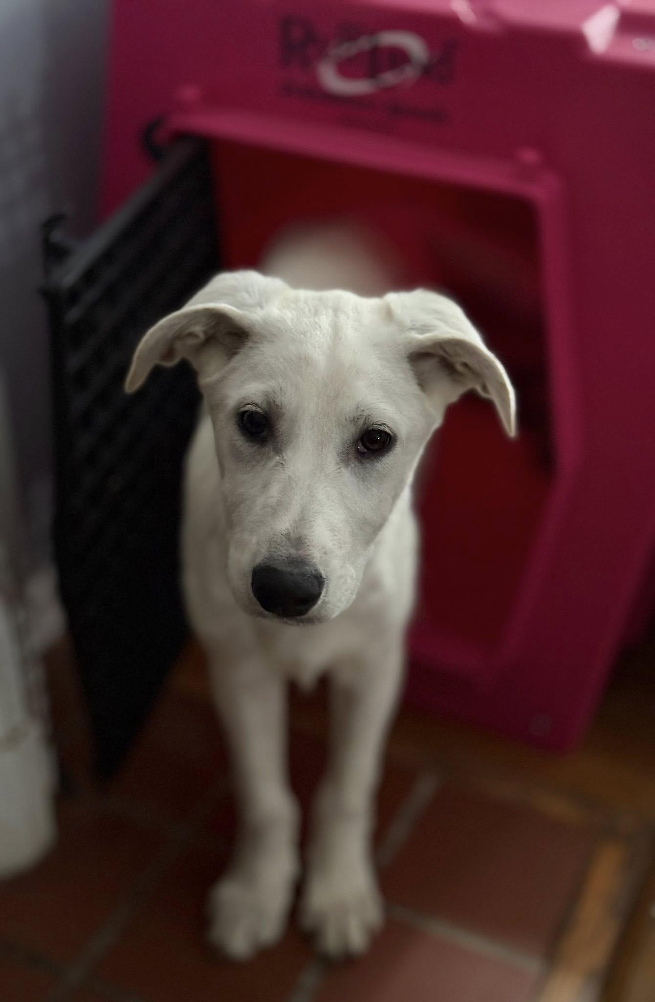 Enlarge Anarchy, a Adoptable Mixed Breed in Nottingham, MD image 4/6