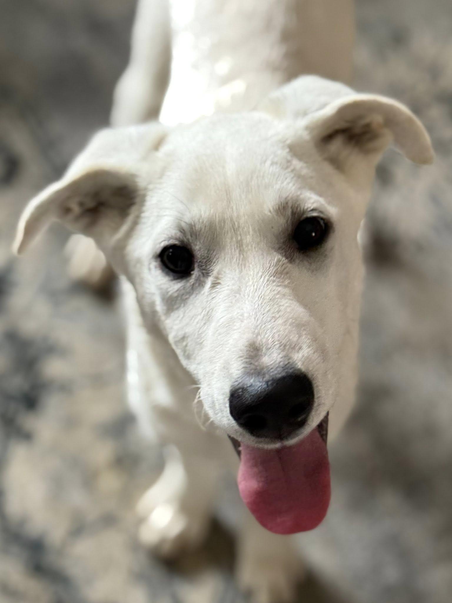 Enlarge Anarchy, a Adoptable Mixed Breed in Nottingham, MD image 5/6