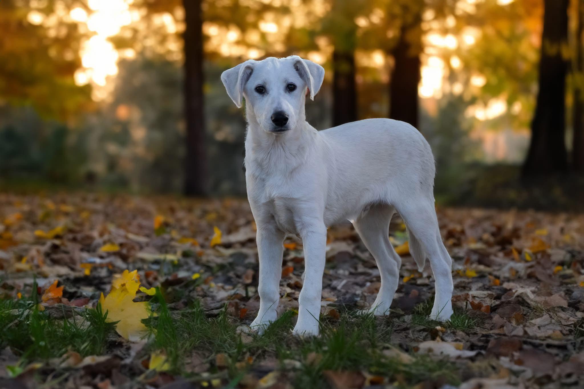 Enlarge Anarchy, a Adoptable Mixed Breed in Nottingham, MD image 1/6