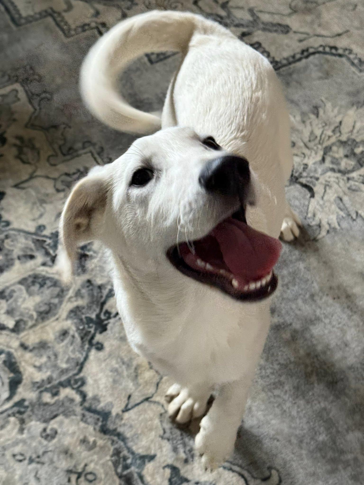 Enlarge Anarchy, a Adoptable Mixed Breed in Nottingham, MD image 6/6