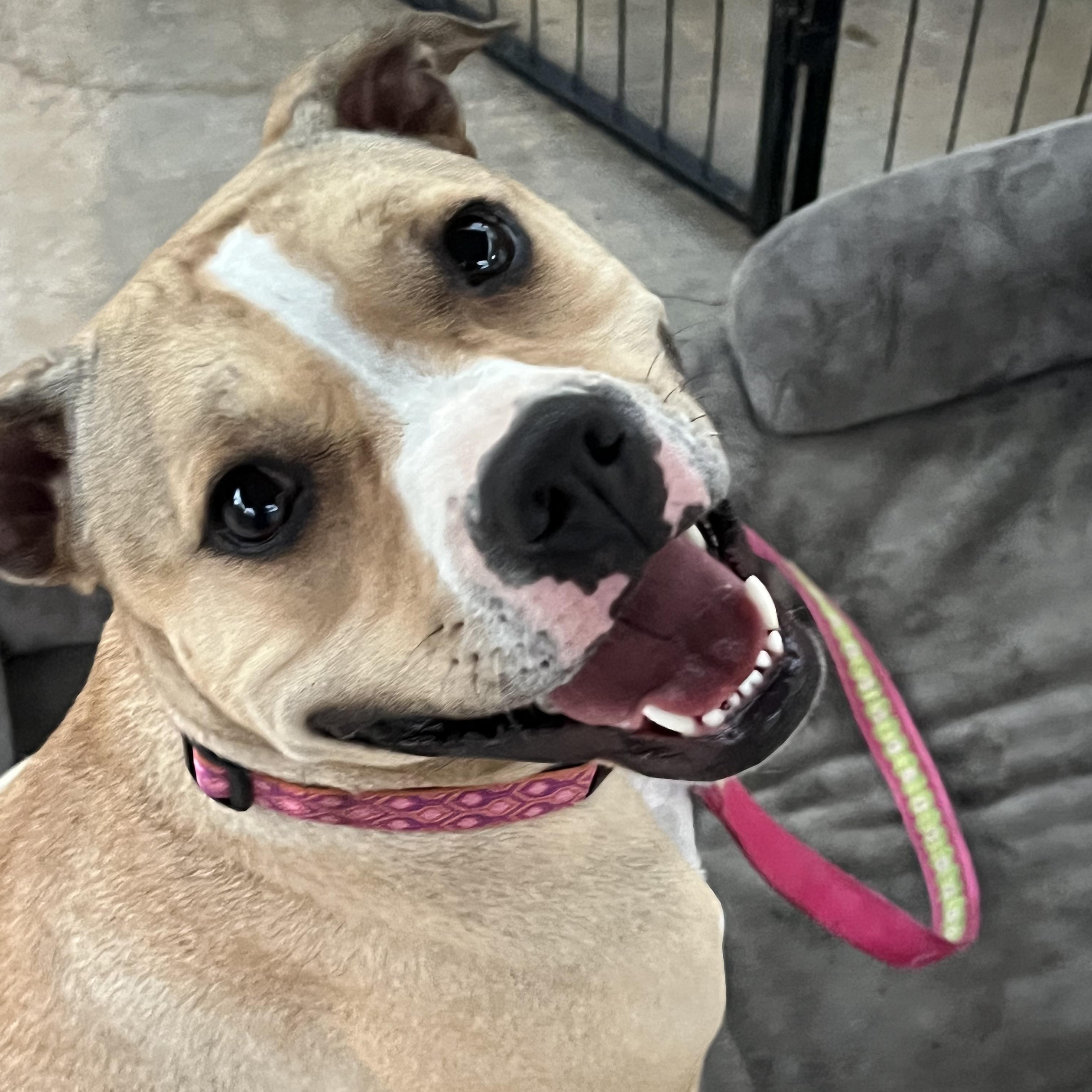 Enlarge Tink, a Adoptable mixed breed in Whittier, CA image 2/5