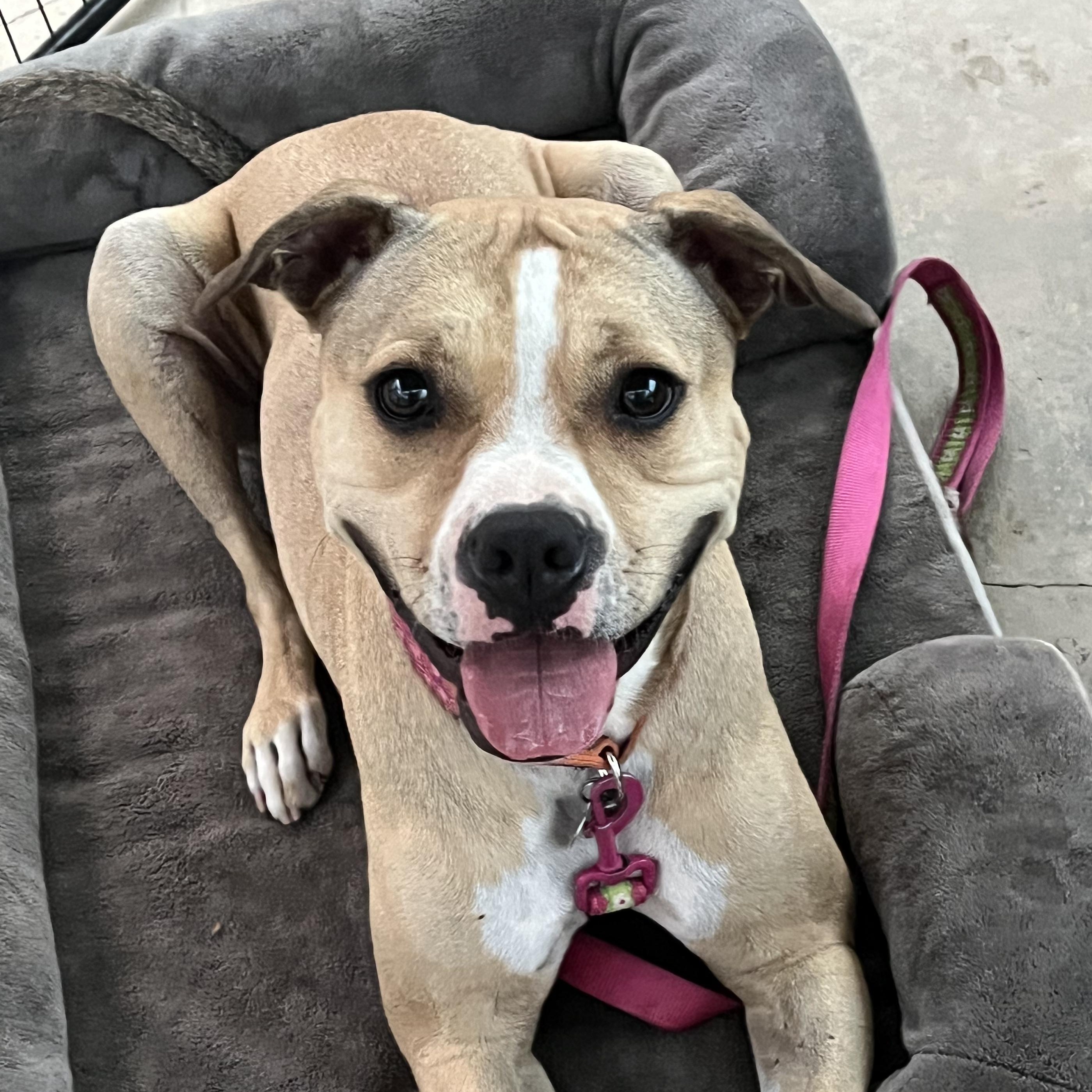 Enlarge Tink, a Adoptable mixed breed in Whittier, CA image 3/5