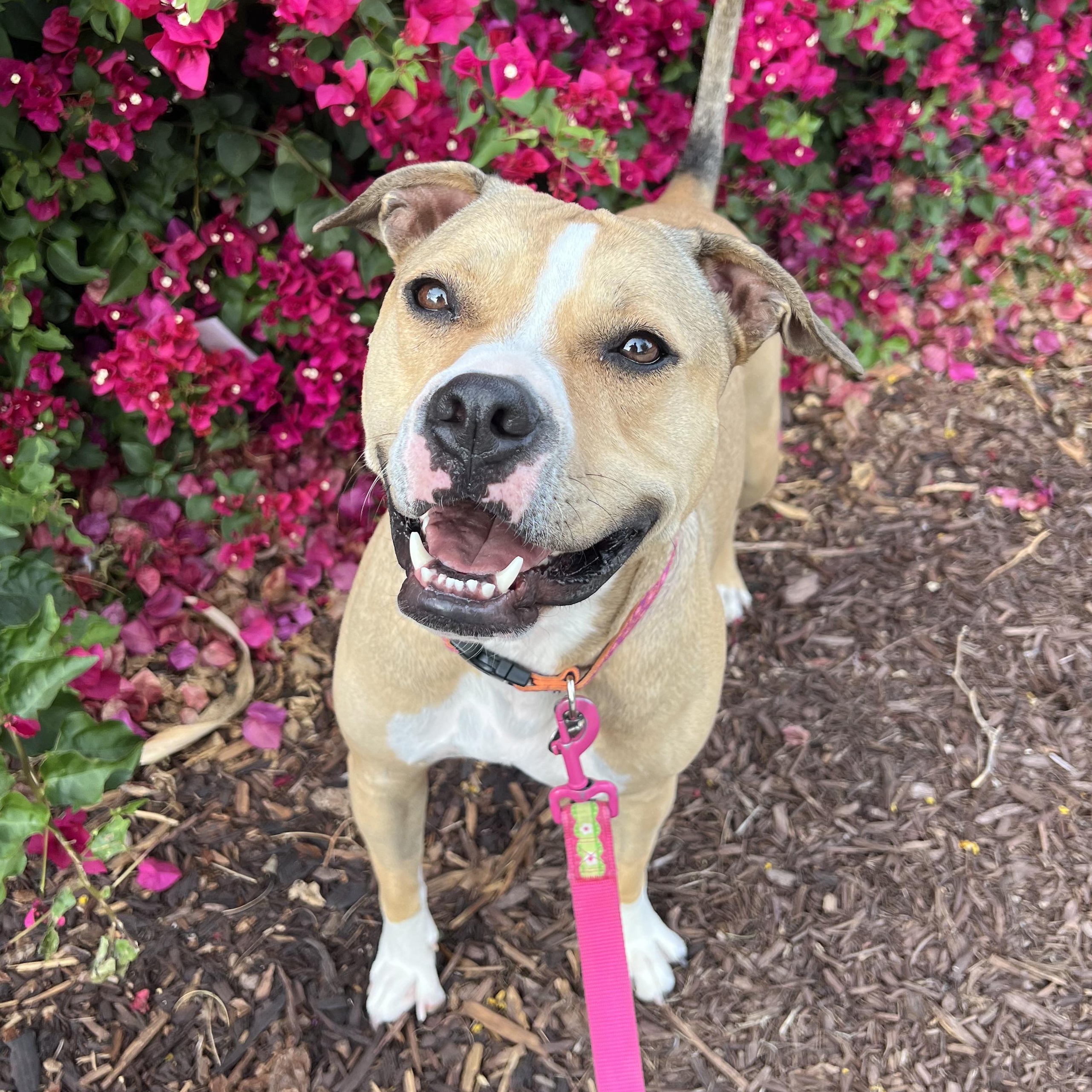 Tink, Adoptable, Young Female Pit Bull Terrier & American Staffordshire Terrier.